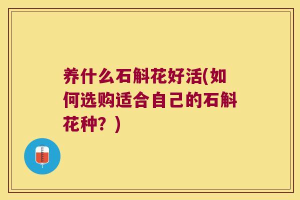 养什么石斛花好活(如何选购适合自己的石斛花种？)
