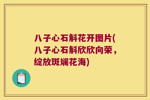八子心石斛花开图片(八子心石斛欣欣向荣，绽放斑斓花海)