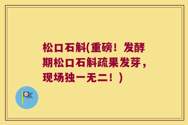 松口石斛(重磅!发酵期松口石斛疏果发芽,现场独一无二!) 松口石斛(重磅!发酵期松口石斛疏果发芽,现场独一无二!)