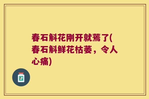春石斛花刚开就蔫了(春石斛鲜花枯萎,令人心痛) 春石斛花刚开就蔫了(春石斛鲜花枯萎,令人心痛)