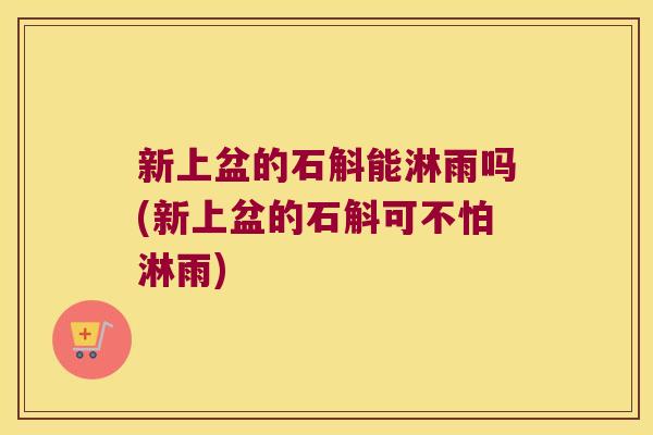 新上盆的石斛能淋雨吗(新上盆的石斛可不怕淋雨) 新上盆的石斛能淋雨吗(新上盆的石斛可不怕淋雨)