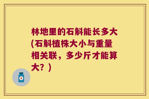 林地里的石斛能长多大(石斛植株大小与重量相关联，多少斤才能算大？)