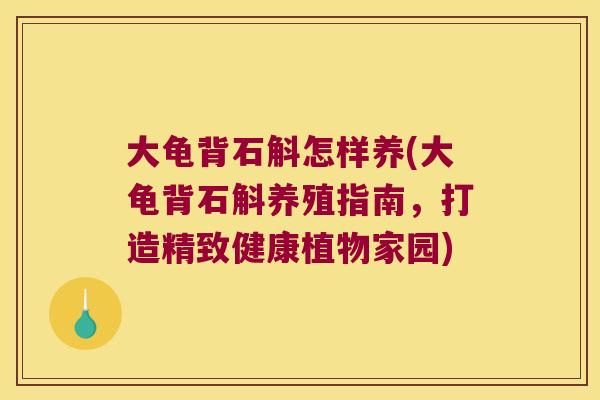 大龟背石斛怎样养(大龟背石斛养殖指南，打造精致健康植物家园)