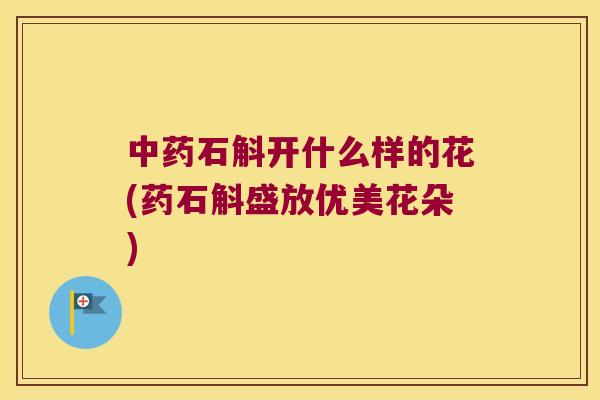 中药石斛开什么样的花(药石斛盛放优美花朵)