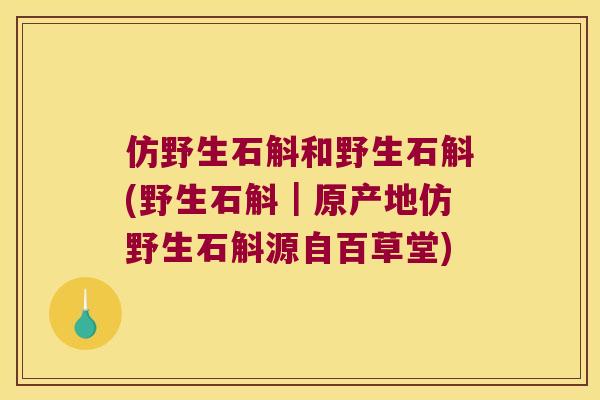 仿野生石斛和野生石斛(野生石斛｜原产地仿野生石斛源自百草堂)
