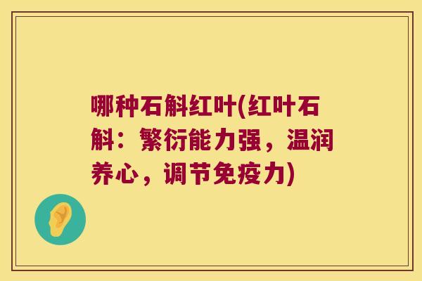 哪种石斛红叶(红叶石斛：繁衍能力强，温润养心，调节免疫力)