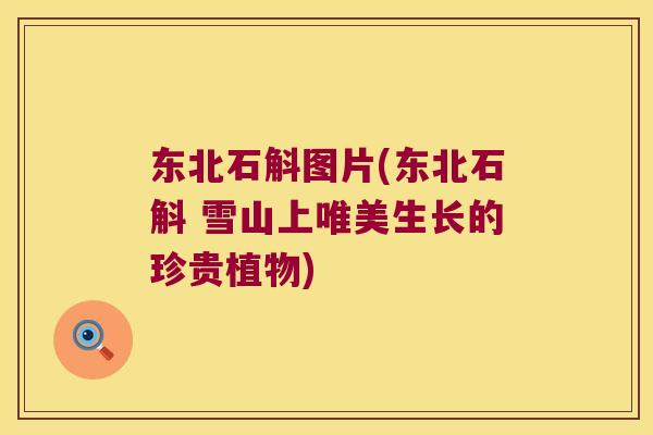 东北石斛图片(东北石斛 雪山上唯美生长的珍贵植物)