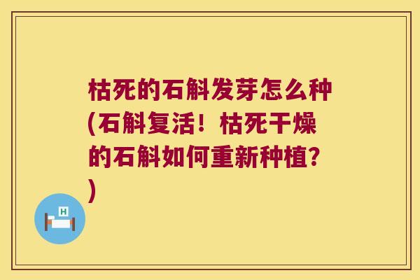 枯死的石斛发芽怎么种(石斛复活！枯死干燥的石斛如何重新种植？)