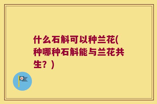 什么石斛可以种兰花(种哪种石斛能与兰花共生？)