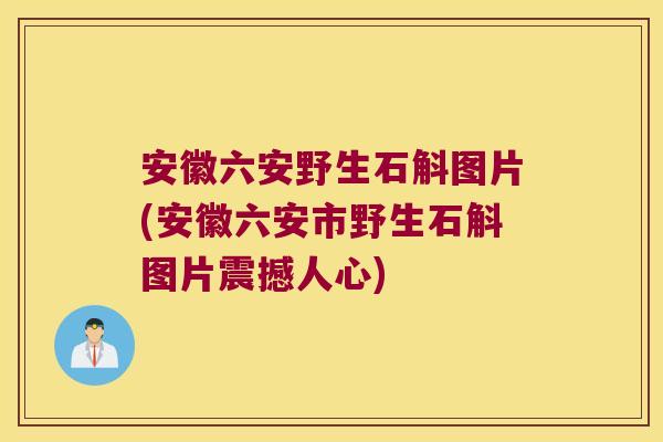 安徽六安野生石斛图片(安徽六安市野生石斛图片震撼人心)