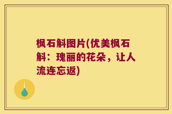 枫石斛图片(优美枫石斛：瑰丽的花朵，让人流连忘返)