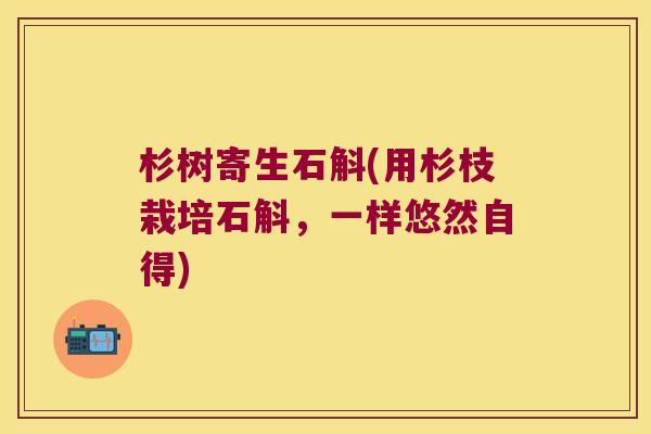 杉树寄生石斛(用杉枝栽培石斛，一样悠然自得)