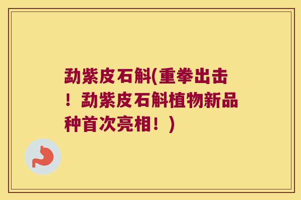 勐紫皮石斛(重拳出击！勐紫皮石斛植物新品种首次亮相！)