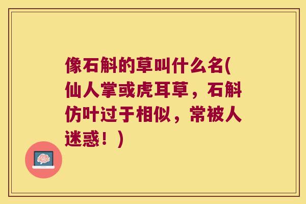 像石斛的草叫什么名(仙人掌或虎耳草，石斛仿叶过于相似，常被人迷惑！)