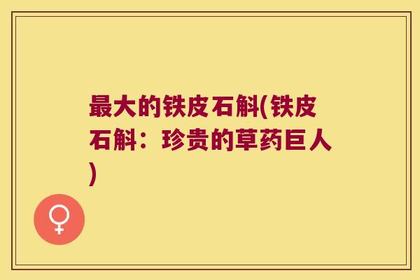 大的铁皮石斛(铁皮石斛:珍贵的草药巨人) 大的铁皮石斛(铁皮石斛:珍贵的草药巨人)