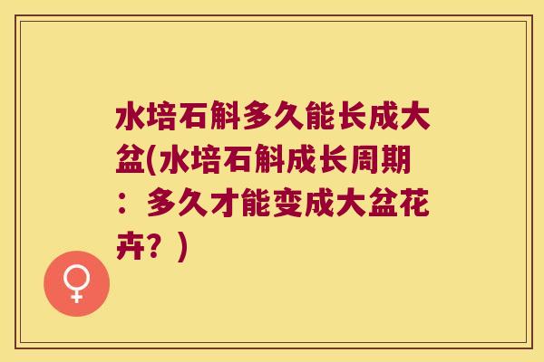 水培石斛多久能长成大盆(水培石斛成长周期：多久才能变成大盆花卉？)