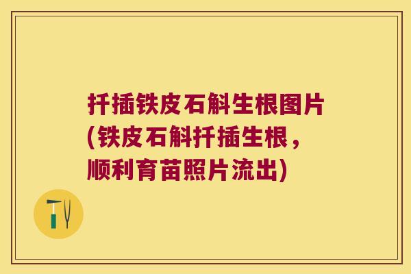 扦插铁皮石斛生根图片(铁皮石斛扦插生根，顺利育苗照片流出)