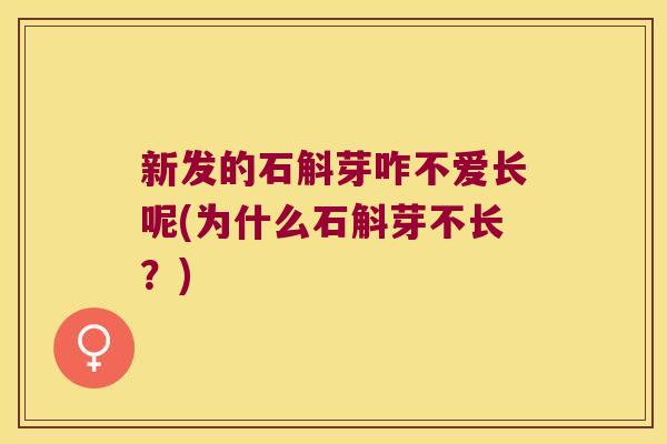 新发的石斛芽咋不爱长呢(为什么石斛芽不长？)