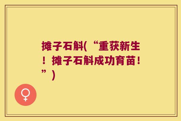 摊子石斛(“重获新生!摊子石斛成功育苗!”) 摊子石斛(“重获新生!摊子石斛成功育苗!”)