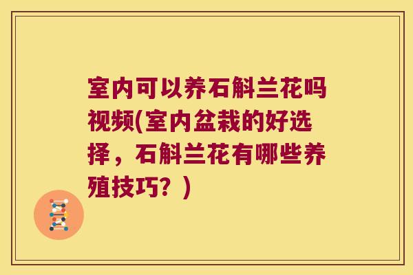 室内可以养石斛兰花吗视频(室内盆栽的好选择,石斛兰花有哪些养殖技巧?) 室内可以养石斛兰花吗视频(室内盆栽的好选择,石斛兰花有哪些养殖技巧?)