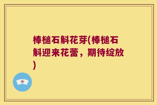 棒槌石斛花芽(棒槌石斛迎来花蕾，期待绽放)