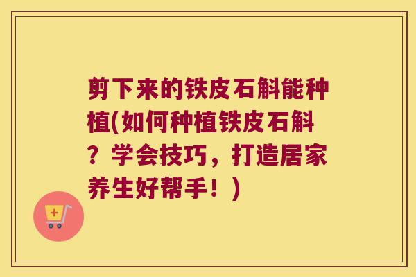 剪下来的铁皮石斛能种植(如何种植铁皮石斛？学会技巧，打造居家养生好帮手！)