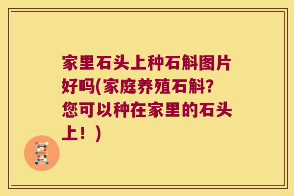 家里石头上种石斛图片好吗(家庭养殖石斛？您可以种在家里的石头上！)