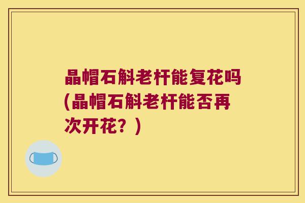 晶帽石斛老杆能复花吗(晶帽石斛老杆能否再次开花？)