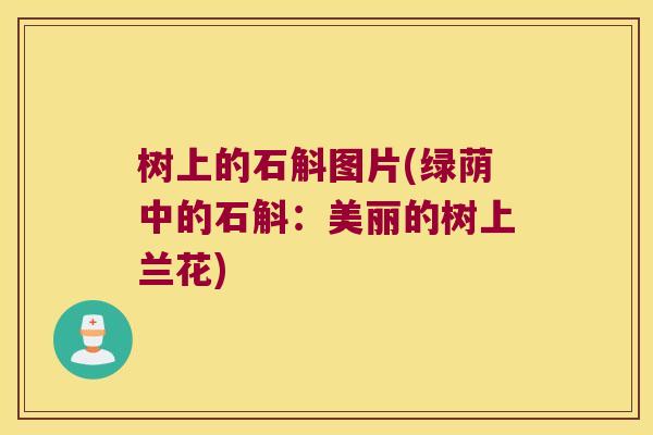 树上的石斛图片(绿荫中的石斛：美丽的树上兰花)
