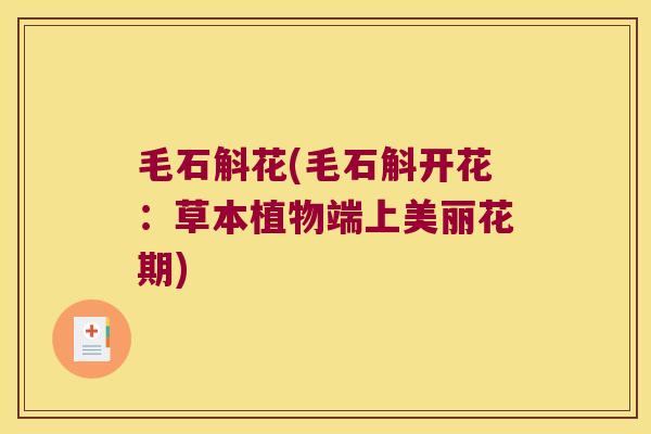 毛石斛花(毛石斛开花:草本植物端上美丽花期) 毛石斛花(毛石斛开花:草本植物端上美丽花期)