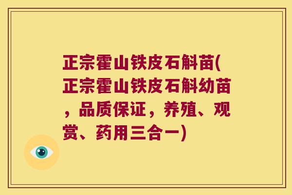 正宗霍山铁皮石斛苗(正宗霍山铁皮石斛幼苗,品质保证,养殖、观赏、药用三合一) 正宗霍山铁皮石斛苗(正宗霍山铁皮石斛幼苗,品质保证,养殖、观赏、药用三合一)