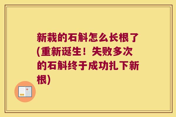 新栽的石斛怎么长根了(重新诞生！失败多次的石斛终于成功扎下新根)