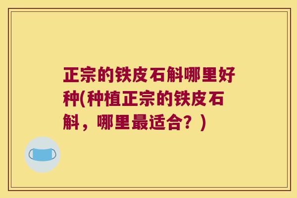 正宗的铁皮石斛哪里好种(种植正宗的铁皮石斛，哪里最适合？)