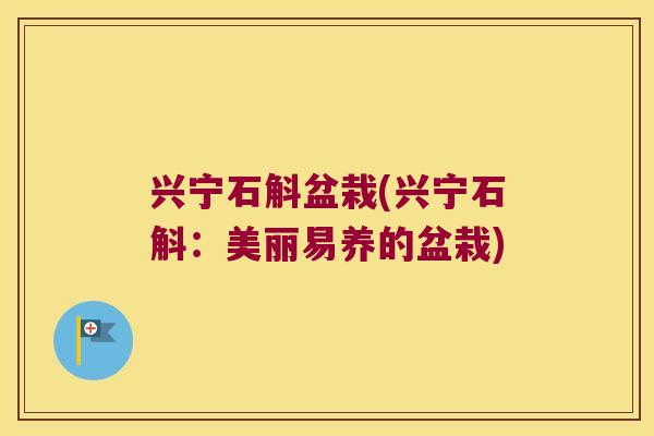 兴宁石斛盆栽(兴宁石斛：美丽易养的盆栽)