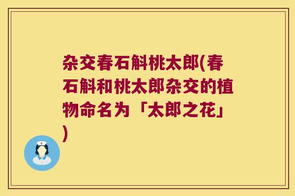 杂交春石斛桃太郎(春石斛和桃太郎杂交的植物命名为「太郎之花」)