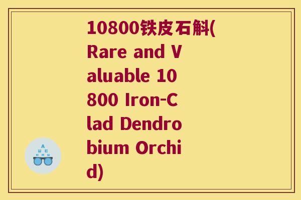 10800铁皮石斛(Rare and Valuable 10800 Iron-Clad Dendrobium Orchid)