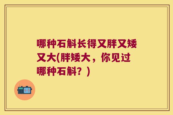 哪种石斛长得又胖又矮又大(胖矮大,你见过哪种石斛?) 哪种石斛长得又胖又矮又大(胖矮大,你见过哪种石斛?)