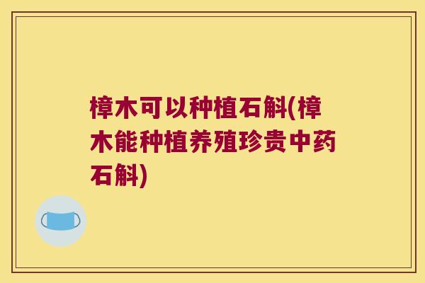 樟木可以种植石斛(樟木能种植养殖珍贵中药石斛)