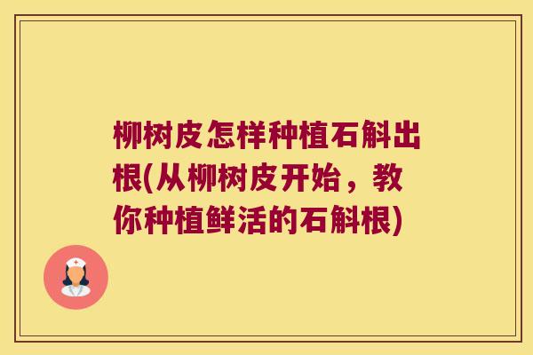 柳树皮怎样种植石斛出根(从柳树皮开始，教你种植鲜活的石斛根)