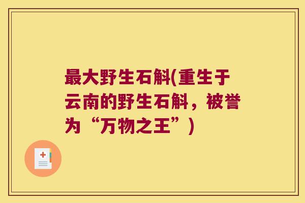 最大野生石斛(重生于云南的野生石斛，被誉为“万物之王”)