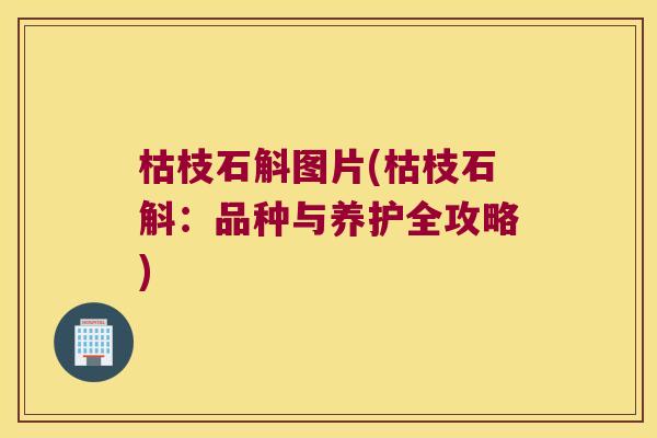 枯枝石斛图片(枯枝石斛：品种与养护全攻略)