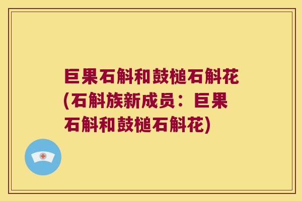 巨果石斛和鼓槌石斛花(石斛族新成员：巨果石斛和鼓槌石斛花)