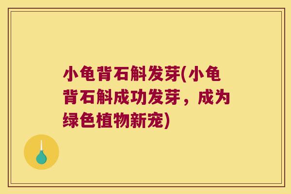 小龟背石斛发芽(小龟背石斛成功发芽，成为绿色植物新宠)