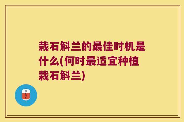 栽石斛兰的佳时机是什么(何时适宜种植栽石斛兰)
