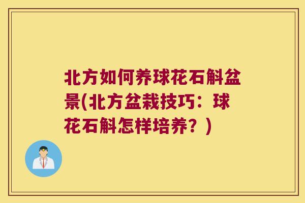 北方如何养球花石斛盆景(北方盆栽技巧：球花石斛怎样培养？)