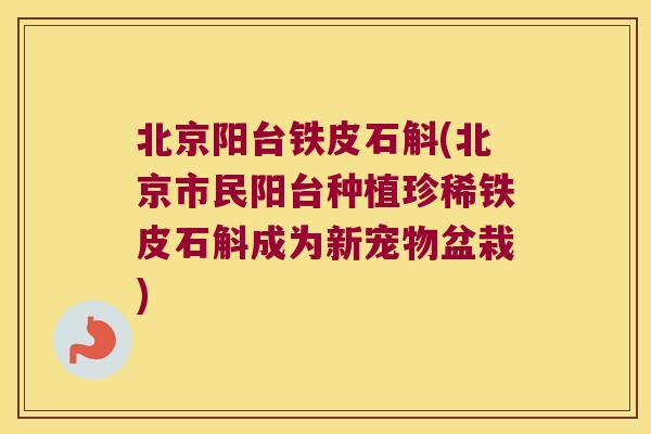 北京阳台铁皮石斛(北京市民阳台种植珍稀铁皮石斛成为新宠物盆栽)