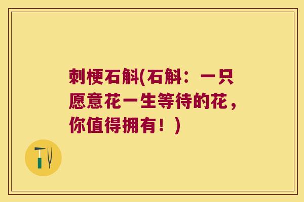 刺梗石斛(石斛：一只愿意花一生等待的花，你值得拥有！)