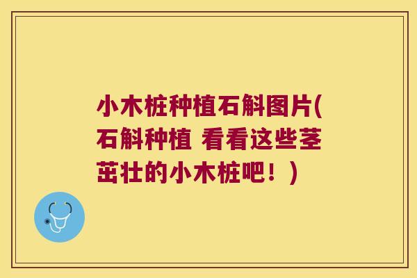 小木桩种植石斛图片(石斛种植 看看这些茎茁壮的小木桩吧！)