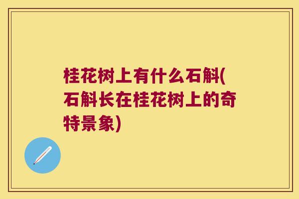 桂花树上有什么石斛(石斛长在桂花树上的奇特景象)