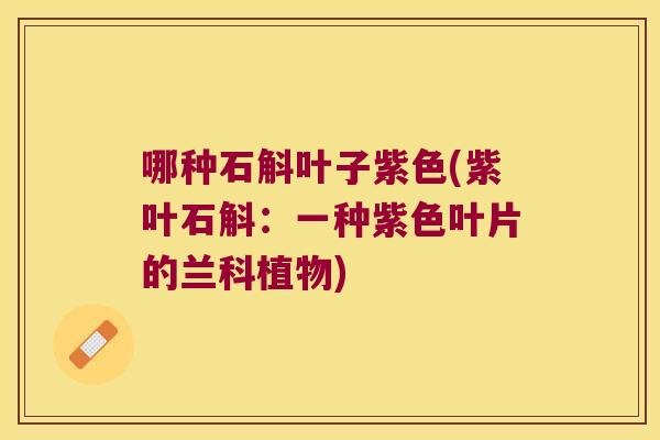 哪种石斛叶子紫色(紫叶石斛：一种紫色叶片的兰科植物)